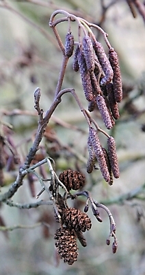 포토 JPG 해외이미지 나무 계절 크리스마스 자연 휴가 사람없음 장식 갈색 벚꽃 가을 나뭇가지 닫기 관목 솔방울 침엽수 원뿔 해외202004 해외포토 도형 식물 기념일 꽃 컬러 모션 생태계 파일형식 이미지허브