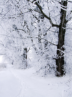 포토 JPG 해외이미지 나무 식물 크리스마스 겨울 자연 풍경 사람없음 얼음 침묵 흰색 나뭇가지 숲 서리 해외202004 해외포토 자연요소 계절 기념일 컬러 소리 생태계 파일형식 이미지허브