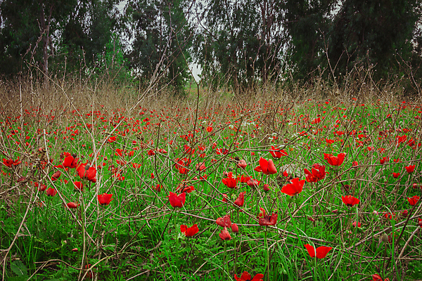 포토 JPG 해외이미지 나무 식물 계절 꽃 여행 컨셉 꽃무늬 밭 자연 추상 휴식 발렌타인데이 사랑 풍경 사람없음 야외 빨간색 초록색 여름 빛 환경 정원 봄 벚꽃 시골 개화 가시 소프트포커스 양귀비 남쪽 파열 순간 아네모네 이스라엘 특별함 몽환 해외202004 해외포토 감정 컬러 무늬 농업 데이이벤트 촬영기법 방향 생태계 서아시아 파일형식 이미지허브