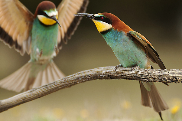 포토 JPG 해외이미지 동물 응시 유럽 야생동물 음식 날개 아프리카 자연 조류 사람없음 초록색 파란색 컬러풀 금속 사막 관찰 잠자리 먹이 사파리 생물학 부리 육식동물 철새 동물상 쓸기 이국적 집게발 혼자 해외202004 해외포토 시선 교육 나라 컬러 곤충 모션 재질 조형물 생태계 파일형식 이미지허브