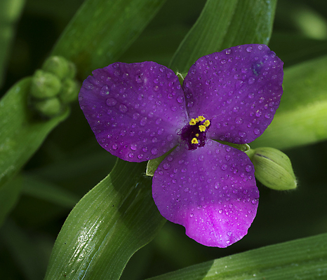 포토 JPG 해외이미지 식물 계절 꽃잎 꽃 분홍색 잎 꽃무늬 자연 사람없음 초록색 물 장미 정원 보라색 봄 성장 벚꽃 물방울 나뭇가지 신선 개화 허브 해외202004 해외포토 자연요소 나무 컬러 무늬 생태계 파일형식 이미지허브