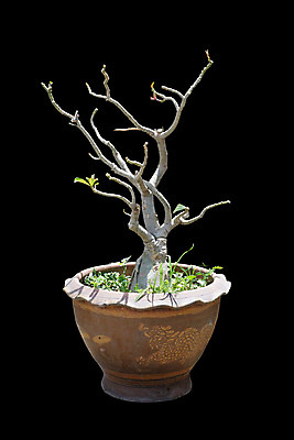 포토 JPG 해외이미지 나무 화분 사람없음 검은색 해외202004 해외포토 식물 컬러 파일형식 이미지허브