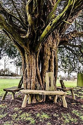 포토 JPG 해외이미지 나무 벤치 날씨 사람없음 야외 목재 나뭇가지 시골 무서움 나무껍질 옛날 해외202004 해외포토 식물 감정 의자 재료 껍질 파일형식 이미지허브