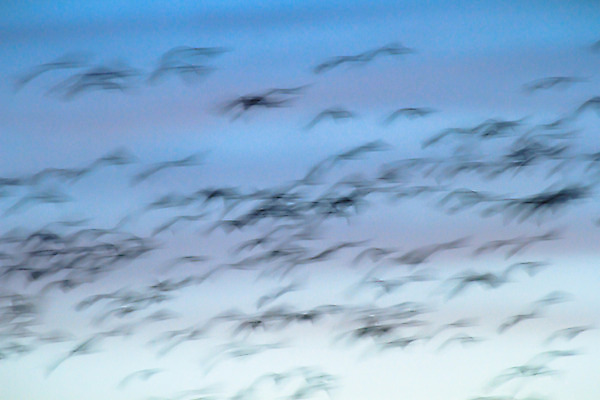 포토 JPG 해외이미지 동물 구름 계절 실루엣 호수 야생동물 바다 백그라운드 날개 모션 자연 벽지 조류 하늘 풍경 사람없음 야외 빨간색 여름 파란색 빛 태양 일출 검은색 일몰 봄 자유 흰색 그룹 깃털 생태계 내추럴 동물상 무료 많음 해외202004 해외포토 자연요소 컬러 컨셉 촬영기법 조형물 노을 파일형식 이미지허브