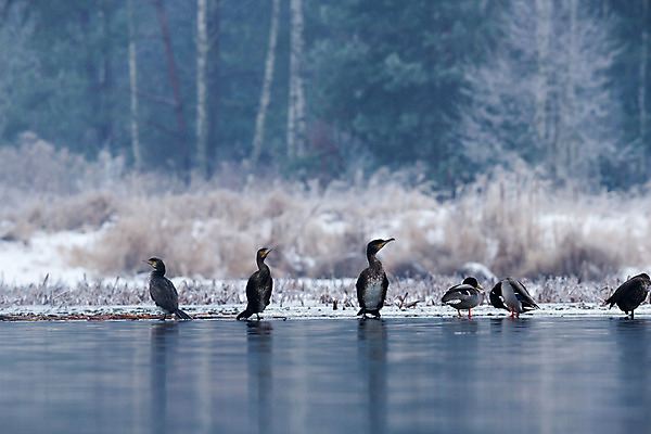 포토 JPG 해외이미지 동물 구름 계절 실루엣 호수 야생동물 바다 백그라운드 날개 모션 자연 벽지 조류 하늘 풍경 사람없음 야외 빨간색 여름 파란색 빛 태양 일출 검은색 일몰 봄 자유 흰색 그룹 깃털 생태계 내추럴 동물상 무료 많음 해외202004 해외포토 자연요소 컬러 컨셉 촬영기법 조형물 노을 파일형식 이미지허브