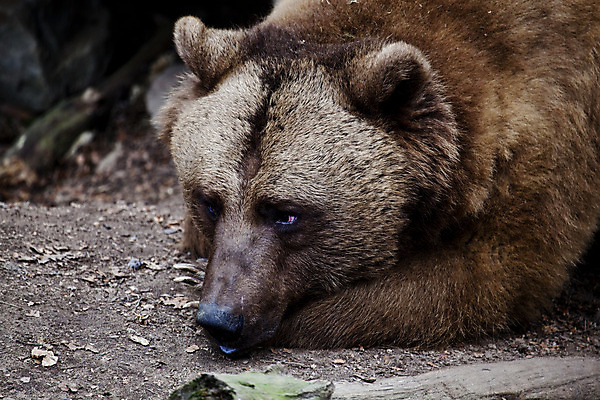 포토 JPG 해외이미지 동물 야생동물 곰 포유류 자연 털 동물원 사람없음 갈색 상승 내추럴 힘찬 해외202004 해외포토 컬러 컨셉 생태계 파일형식 이미지허브