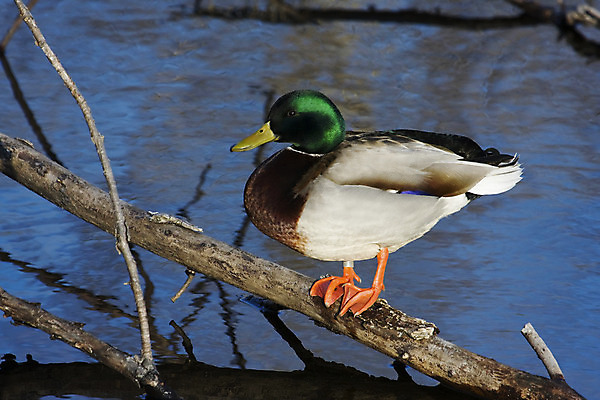 포토 JPG 해외이미지 동물 1 야생동물 밭 날개 자연 조류 오리 잔디 사람없음 야외 가로 초록색 갈색 깃털 부리 목 솜털 물새 청둥오리 계산서 해외202004 해외포토 식물 컬러 농업 신체부위 생태계 파일형식 이미지허브