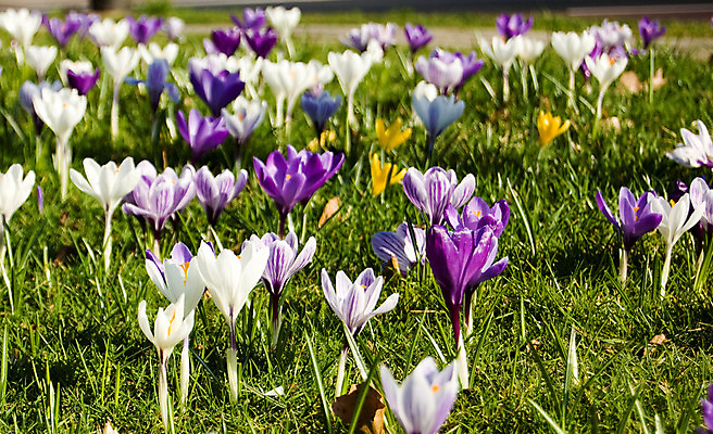 포토 JPG 해외이미지 식물 계절 공원 꽃 잎 자연 부활절 사람없음 초록색 여름 컬러풀 태양 정원 보라색 봄 성장 벚꽃 제비꽃 해외202004 해외포토 자연요소 공공시설 기념일 컬러 생태계 파일형식 이미지허브