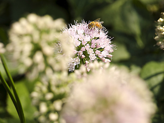 포토 JPG 해외이미지 식물 동물 1 꽃잎 꽃 음식 곤충 잎 꽃무늬 밭 자연 건강 사람없음 야외 초록색 노란색 정원 보라색 봄 벚꽃 업무 작업 닫기 수집 먹기 제비꽃 싱글 원예 생물학 꽃가루 꿀 해외202004 해외포토 계절 교육 컬러 무늬 농업 모션 취미 가루 생태계 파일형식 이미지허브