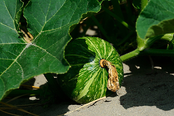 포토 JPG 주간 식물 열매 음식 잎 채소 자연 호박 그림자 근접촬영 사람없음 야외 초록색 농작물 농사 호박잎 국내포토 자연요소 뷰포인트 컬러 농업 생태계 파일형식
