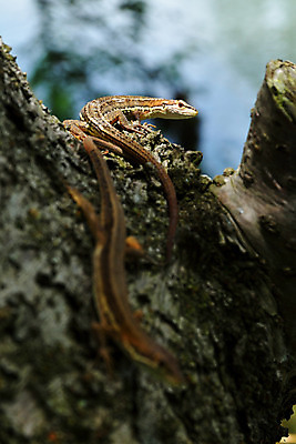 포토 JPG 주간 나무 동물 야생동물 두마리 자연 사람없음 야외 아웃포커스 도마뱀 국내포토 자연요소 식물 2 파충류 촬영기법 생태계 파일형식