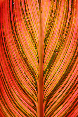 포토 JPG 식물 백그라운드 잎 무늬 자연 나뭇잎 근접촬영 사람없음 주황색 잎맥 국내포토 뷰포인트 컬러 생태계 파일형식