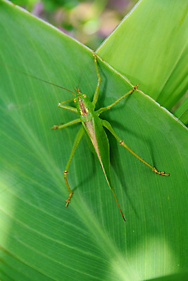 포토 JPG 주간 동물 한마리 곤충 잎 자연 근접촬영 사람없음 야외 초록색 메뚜기 국내포토 자연요소 식물 1 뷰포인트 컬러 생태계 파일형식