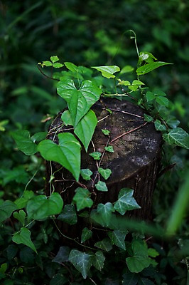 포토 JPG 주간 나무 식물 자연 사람없음 야외 아웃포커스 초록색 덩굴 숲 아이비 나무밑둥 국내포토 자연요소 컬러 촬영기법 생태계 파일형식