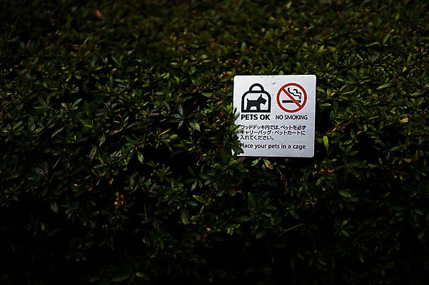 포토 JPG 주간 식물 공원 백그라운드 잎 사람없음 야외 표지판 금연 반려 주의안내문 국내포토 자연요소 공공시설 캠페인 알림판 안내문 사회이슈 파일형식