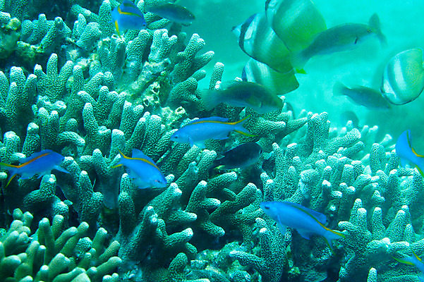 포토 JPG 동물 바다 여러마리 자연 어류 풍경 사람없음 야외 바닷속 수중 수중동물 산호 열대어 수중사진 국내포토 다수 자포동물 생태계 파일형식