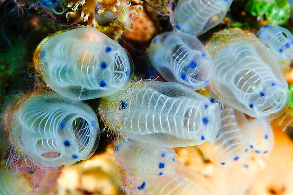 포토 JPG 동물 바다 자연 풍경 근접촬영 사람없음 야외 바닷속 수중 수중동물 촉수 말미잘 수중사진 국내포토 뷰포인트 자포동물 생태계 파일형식