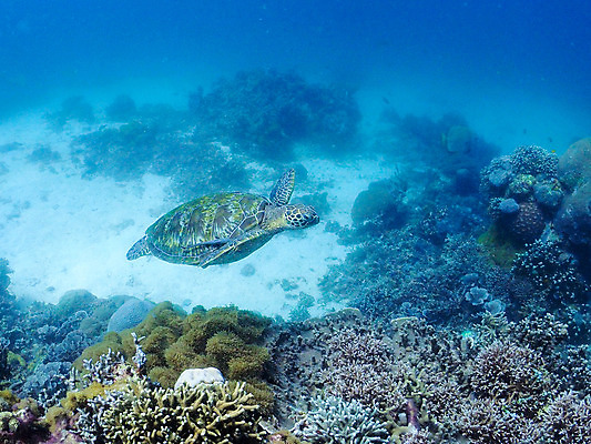 포토 JPG 동물 바다 자연 어류 풍경 사람없음 야외 바닷속 수중 수중동물 산호 거북이 수중사진 국내포토 파충류 자포동물 생태계 파일형식