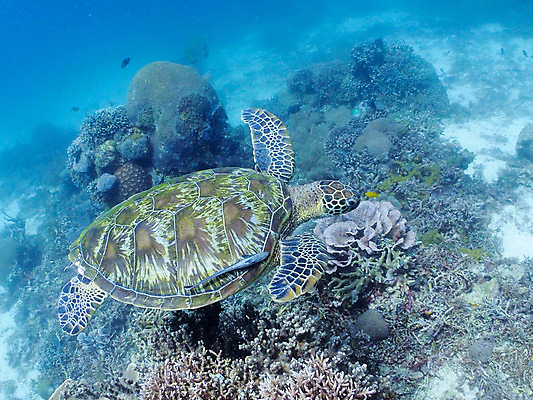 포토 JPG 동물 바다 자연 어류 풍경 사람없음 야외 바닷속 수중 수중동물 산호 거북이 수중사진 국내포토 파충류 자포동물 생태계 파일형식