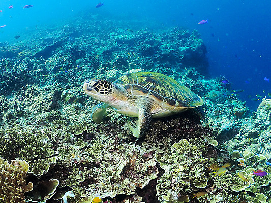 포토 JPG 동물 바다 자연 어류 풍경 사람없음 야외 바닷속 수중 수중동물 산호 거북이 수중사진 국내포토 파충류 자포동물 생태계 파일형식