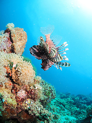 포토 JPG 동물 한마리 바다 자연 어류 풍경 사람없음 야외 바닷속 수중 수중동물 산호 수중사진 국내포토 1 자포동물 생태계 파일형식