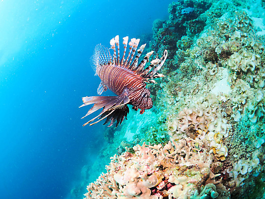 포토 JPG 동물 한마리 바다 자연 어류 풍경 사람없음 야외 바닷속 수중 수중동물 산호 수중사진 국내포토 1 자포동물 생태계 파일형식