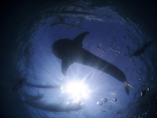 포토 JPG 동물 바다 여러마리 자연 어류 사람 풍경 야외 햇빛 바닷속 수중 수중동물 잠수부 상어 수중사진 국내포토 다수 태양 전문직 생태계 파일형식