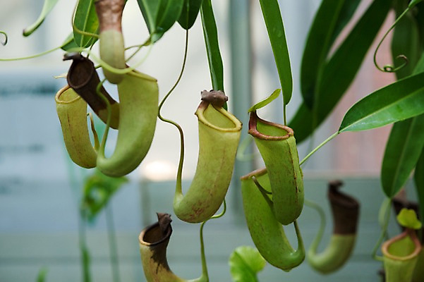 포토 JPG 주간 식물 꽃 잎 자연 사람없음 야외 아웃포커스 초록색 식충식물 국내포토 자연요소 컬러 촬영기법 생태계 파일형식