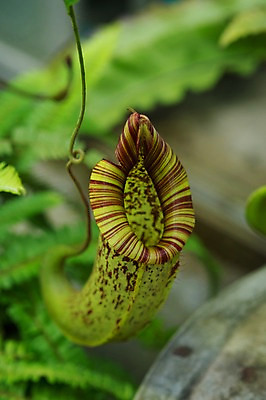 포토 JPG 주간 식물 자연 근접촬영 사람없음 야외 아웃포커스 초록색 식충식물 국내포토 자연요소 뷰포인트 컬러 촬영기법 생태계 파일형식