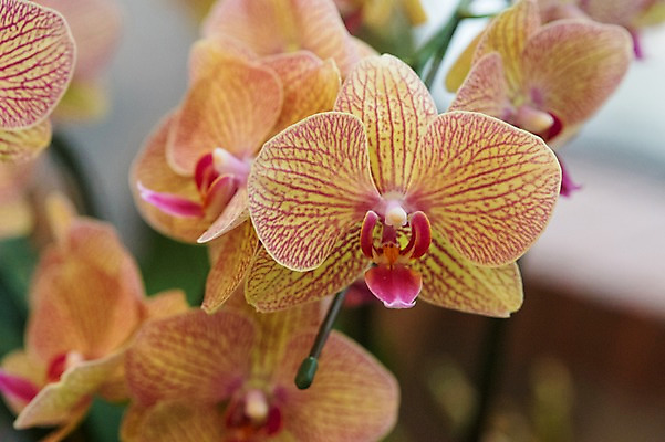 포토 JPG 주간 식물 꽃 여러송이 자연 근접촬영 사람없음 야외 아웃포커스 주황색 호접란 양란 국내포토 자연요소 뷰포인트 컬러 다수 촬영기법 난초 생태계 파일형식