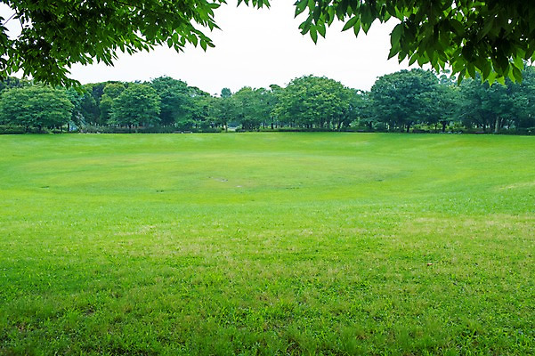 포토 JPG 주간 나무 공원 자연 나뭇잎 풍경 잔디 사람없음 야외 일본 국내포토 자연요소 식물 공공시설 아시아 잎 생태계 파일형식