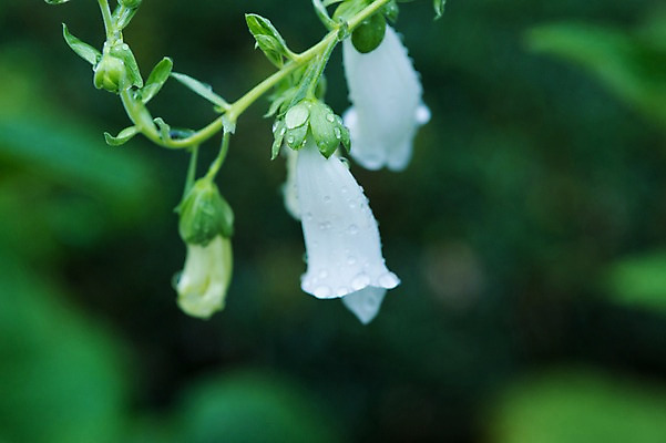 포토 JPG 주간 식물 꽃 자연 사람없음 야외 아웃포커스 흰색 물방울 이슬 초롱꽃 국내포토 자연요소 컬러 촬영기법 생태계 파일형식