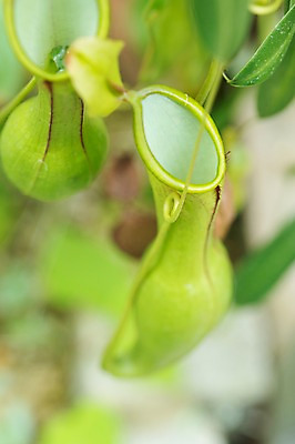 포토 JPG 주간 식물 자연 근접촬영 사람없음 야외 아웃포커스 초록색 식충식물 국내포토 자연요소 뷰포인트 컬러 촬영기법 생태계 파일형식
