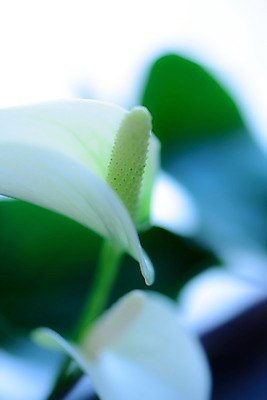 포토 JPG 식물 꽃 잎 자연 근접촬영 사람없음 아웃포커스 흰색 스파트필름 국내포토 뷰포인트 컬러 촬영기법 생태계 파일형식