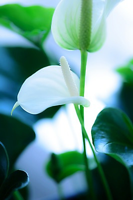 포토 JPG 식물 꽃 잎 자연 근접촬영 사람없음 아웃포커스 흰색 스파트필름 국내포토 뷰포인트 컬러 촬영기법 생태계 파일형식