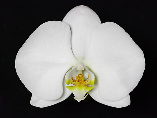 포토 JPG 식물 꽃잎 꽃 한송이 자연 근접촬영 사람없음 흰색 호접란 서양난 국내포토 1 뷰포인트 컬러 생태계 송이 파일형식