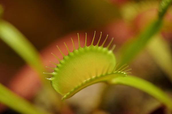 포토 JPG 식물 자연 근접촬영 사람없음 아웃포커스 식충식물 파리지옥 국내포토 뷰포인트 촬영기법 생태계 파일형식