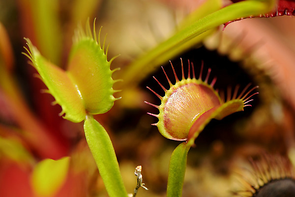 포토 JPG 식물 자연 근접촬영 사람없음 아웃포커스 식충식물 파리지옥 국내포토 뷰포인트 촬영기법 생태계 파일형식