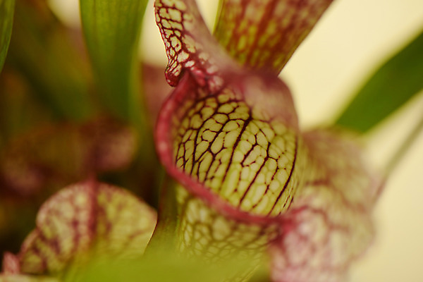 포토 JPG 식물 자연 근접촬영 사람없음 아웃포커스 식충식물 국내포토 뷰포인트 촬영기법 생태계 파일형식