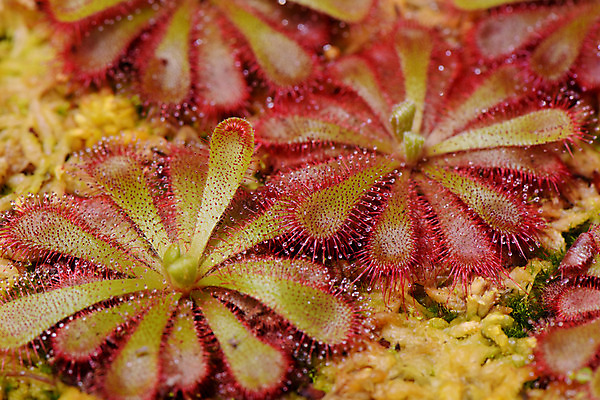 포토 JPG 식물 자연 근접촬영 사람없음 아웃포커스 빨간색 식충식물 국내포토 뷰포인트 컬러 촬영기법 생태계 파일형식