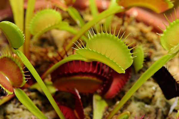 포토 JPG 식물 자연 근접촬영 사람없음 아웃포커스 식충식물 파리지옥 국내포토 뷰포인트 촬영기법 생태계 파일형식