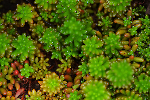 포토 JPG 식물 백그라운드 자연 근접촬영 사람없음 아웃포커스 초록색 다육식물 홍옥 국내포토 뷰포인트 컬러 촬영기법 사과 생태계 파일형식