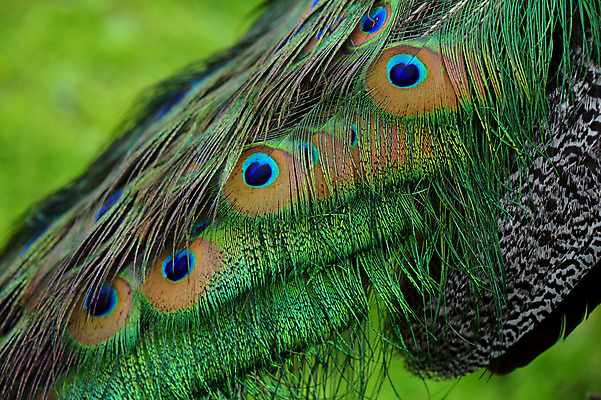 포토 JPG 주간 동물 한마리 무늬 자연 조류 근접촬영 사람없음 야외 아웃포커스 화려 공작 깃털 국내포토 자연요소 1 뷰포인트 컨셉 촬영기법 생태계 파일형식