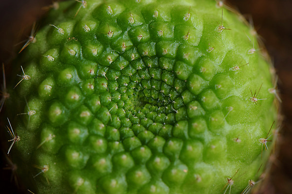 포토 JPG 주간 식물 백그라운드 자연 선인장 근접촬영 사람없음 야외 초록색 다육식물 선인장가시 트로피컬아트 국내포토 자연요소 뷰포인트 컬러 그림 생태계 파일형식