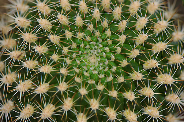 포토 JPG 주간 식물 백그라운드 자연 선인장 근접촬영 사람없음 야외 초록색 다육식물 선인장가시 트로피컬아트 국내포토 자연요소 뷰포인트 컬러 그림 생태계 파일형식