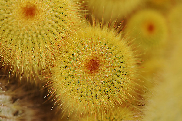 포토 JPG 주간 식물 백그라운드 자연 선인장 근접촬영 사람없음 야외 아웃포커스 다육식물 선인장가시 트로피컬아트 국내포토 자연요소 뷰포인트 촬영기법 그림 생태계 파일형식