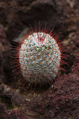 포토 JPG 주간 식물 자연 선인장 근접촬영 사람없음 야외 아웃포커스 다육식물 선인장가시 국내포토 자연요소 뷰포인트 촬영기법 생태계 파일형식