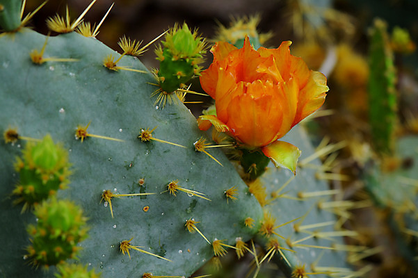 포토 JPG 주간 식물 꽃 한송이 자연 선인장 근접촬영 사람없음 야외 아웃포커스 주황색 선인장꽃 다육식물 선인장가시 국내포토 자연요소 1 뷰포인트 컬러 촬영기법 생태계 송이 파일형식