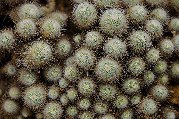 포토 JPG 주간 식물 백그라운드 자연 선인장 근접촬영 사람없음 야외 다육식물 선인장가시 국내포토 자연요소 뷰포인트 생태계 파일형식