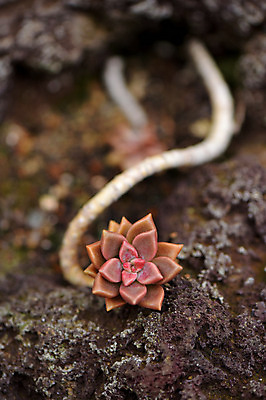 포토 JPG 주간 식물 자연 근접촬영 사람없음 야외 아웃포커스 다육식물 프리티 국내포토 자연요소 뷰포인트 촬영기법 생태계 파일형식